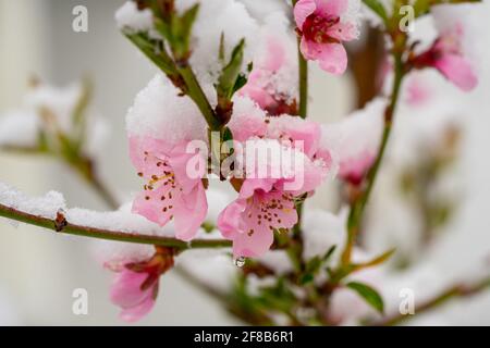 Fleurs de pêche au printemps couvertes de neige en avril Banque D'Images