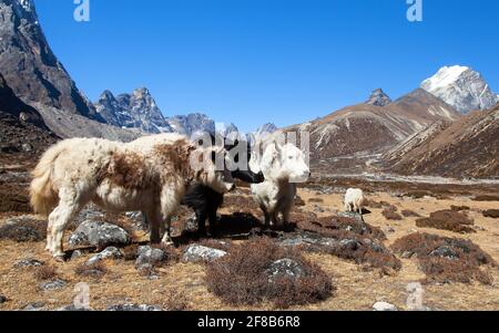 yak, groupe de trois yaks sur le chemin du camp de base de l'Everest, montagnes de l'Himalaya du Népal. Yak est un animal de ferme et de caravane au Népal et au Tibet Banque D'Images