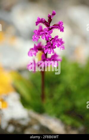 Orchis quadripunctata, Orchidée à quatre points, Gargano en Italie. Orchidée terrestre européenne en fleurs, habitat naturel. Beau détail de la fleur, s Banque D'Images