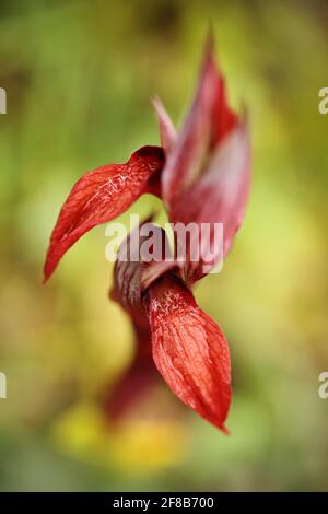 Serapias vomeracea, serapias à lèvres longues, Gargano en Italie. Orchidée terrestre européenne en fleurs, habitat naturel. Beau détail de Bloom, spr Banque D'Images