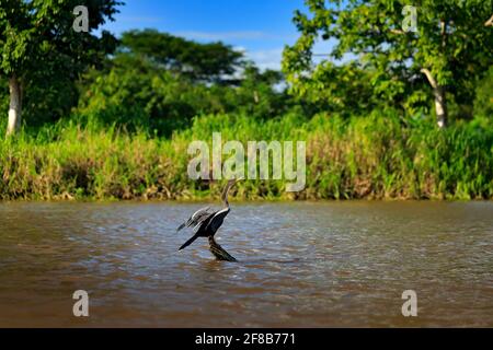 Anhingas dans l'habitat de la rivière. Anhinga, oiseau d'eau dans la nature de l'eau. Animal d'eau du Costa Rica. Heron dans la végétation verte. Banque D'Images