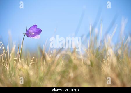 La fleur de Gentianella violet de montagne des Dolomites - ITALIE Banque D'Images