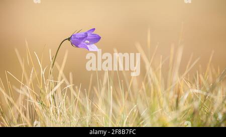 La fleur de Gentianella violet de montagne des Dolomites - ITALIE Banque D'Images