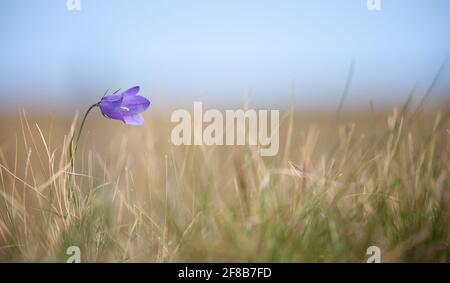 La fleur de Gentianella violet de montagne des Dolomites - ITALIE Banque D'Images
