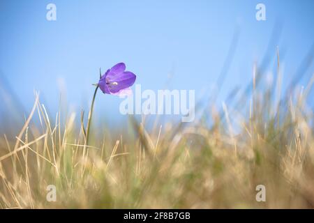 La fleur de Gentianella violet de montagne des Dolomites - ITALIE Banque D'Images