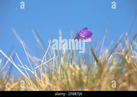La fleur de Gentianella violet de montagne des Dolomites - ITALIE Banque D'Images