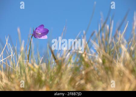La fleur de Gentianella violet de montagne des Dolomites - ITALIE Banque D'Images