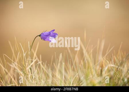 La fleur de Gentianella violet de montagne des Dolomites - ITALIE Banque D'Images