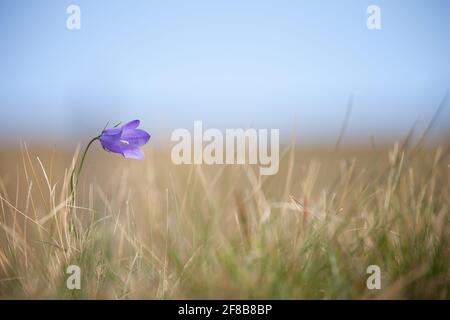 La fleur de Gentianella violet de montagne des Dolomites - ITALIE Banque D'Images