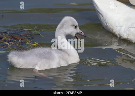 Cygne trompettiste avec des signets nageant Banque D'Images