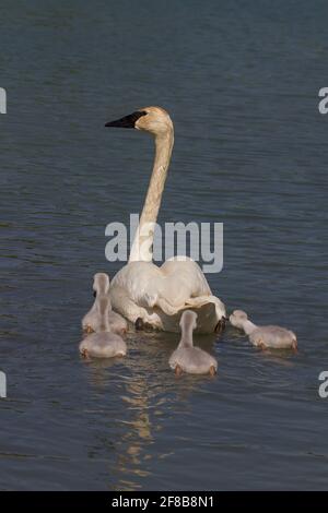 Cygne trompettiste avec des signets nageant Banque D'Images