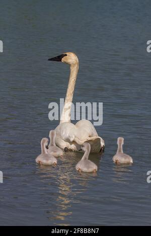 Cygne trompettiste avec des signets nageant Banque D'Images