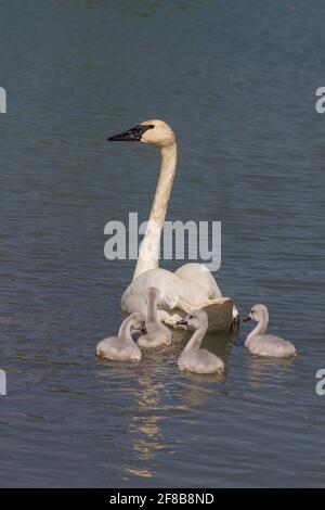 Cygne trompettiste avec des signets nageant Banque D'Images