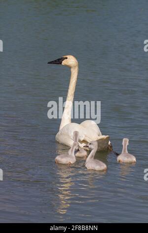 Cygne trompettiste avec des signets nageant Banque D'Images