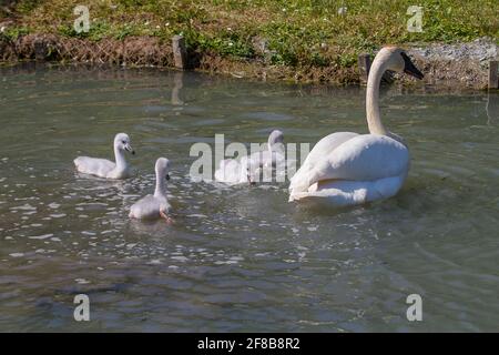 Cygne trompettiste avec des signets nageant Banque D'Images