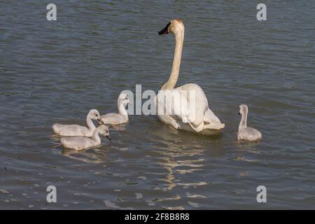 Cygne trompettiste avec des signets nageant Banque D'Images