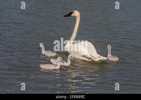 Cygne trompettiste avec des signets nageant Banque D'Images