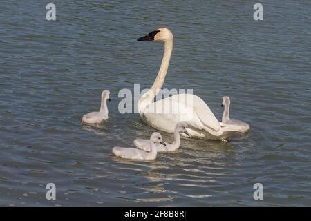 Cygne trompettiste avec des signets nageant Banque D'Images