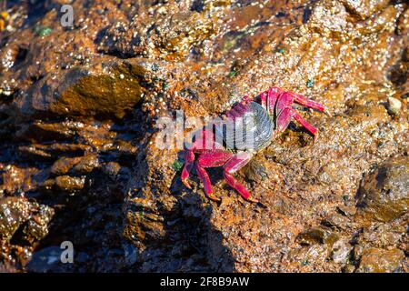 Grand crabe athlantique rouge reposant sur la pierre volcanique Banque D'Images