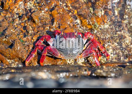 Grand crabe athlantique rouge reposant sur la pierre volcanique Banque D'Images