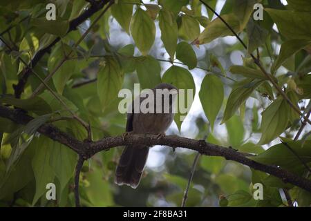 Brouille-jungle (Turdoidesstriata) oiseau commun – Delhi -inde. Banque D'Images