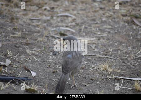 Brouille-jungle (Turdoidesstriata) oiseau commun – Delhi -inde. Banque D'Images