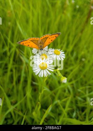 De magnifiques chamomiles et papillons dans la prairie d'été. Banque D'Images