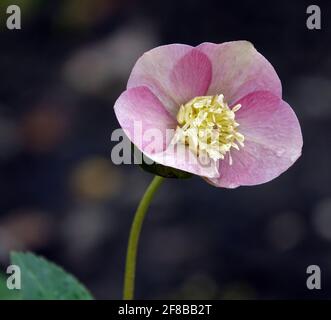 Gros plan d'une fleur de chellebore rose en fleur Banque D'Images