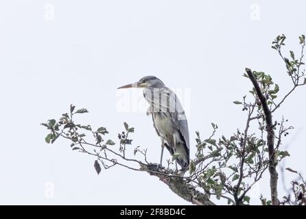 Héron gris perché dans un arbre du Yorkshire, en Angleterre. Banque D'Images