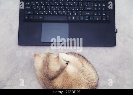 Le chaton blanc repose sur une couverture et regarde l'écran de l'ordinateur portable. Humour. Formation en ligne, travail à domicile, freelance. Banque D'Images