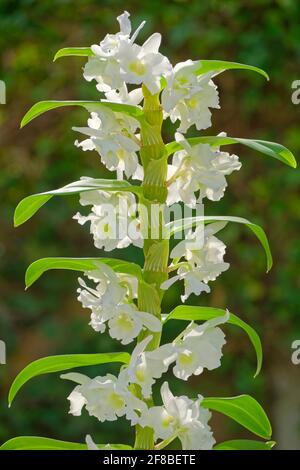 Dendrobium blanc noble. Banque D'Images