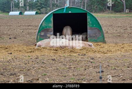 Porcs endormis dans l'élevage de bétail en plein air, Sutton, Suffolk, Angleterre, Royaume-Uni Banque D'Images