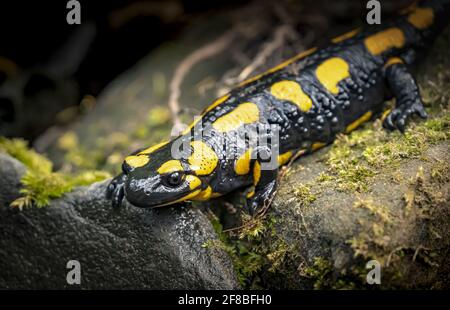 Salamandre du feu (Salamandra salamandra) assis sur un rocher noir et jaune risque de toxicité b Banque D'Images