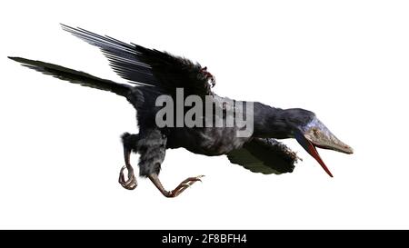 Archaeopteryx, espèce transitoire entre les dinosaures non-aviens et les oiseaux modernes isolés sur fond blanc Banque D'Images