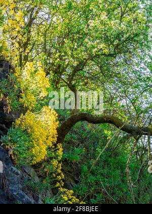 Auminia Saxatilis - (connu sous le nom de: Panier d'or, alyssum d'or, alyssum d'or, alison d'or, poussière d'or, golden-tuft alyssum) sur un mur de roche sous Banque D'Images