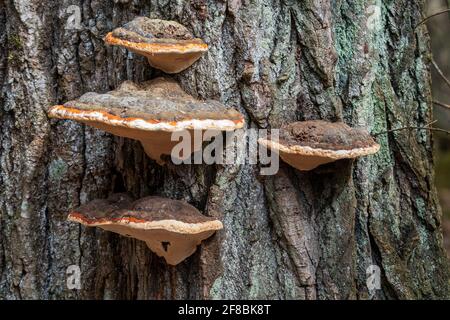 Un exemple typique des champignons de l'Alder Bracket qui poussent sur un arbre mort ou en train de mourir. D'une forêt boréale dans le comté de Door, Wisconsin. Banque D'Images