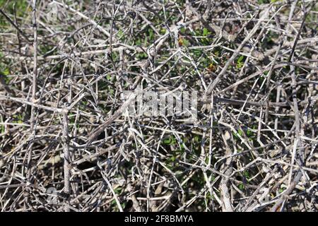 Brindilles séchées avec des épines sur le sol Banque D'Images