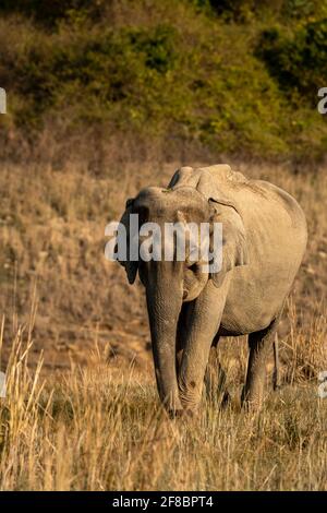 un éléphant d'asie sauvage ou un tueur à pied se promette dans un cadre magnifique lumière matinale d'hiver dans la zone dhikala de jim corbett national parc uttarakhand inde Banque D'Images