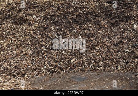 Copeaux de bois Bois de chauffage comme combustible Banque D'Images