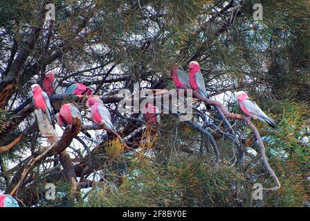 Australie, les oiseaux de galah reposent dans l'arbre Banque D'Images