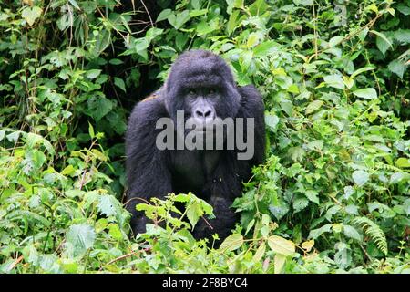 Portrait en gros plan de Gorilla de montagne (Gorilla beringei beringei) en danger dans le Parc national des volcans Rwanda. Banque D'Images