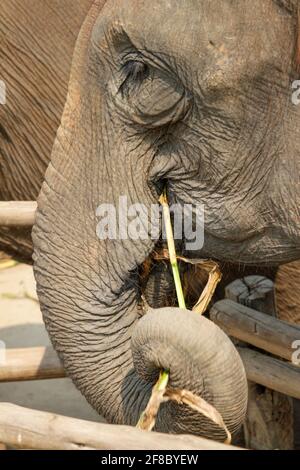Gros plan du tronc asiatique des éléphants à Chiang Mai, en Thaïlande Banque D'Images