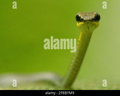 Gros plan Macro prise de vue de la tête du serpent d'arbre Bronzeback (Dendrelaphis tristis) à Bukit Lawang, Sumatra. Banque D'Images