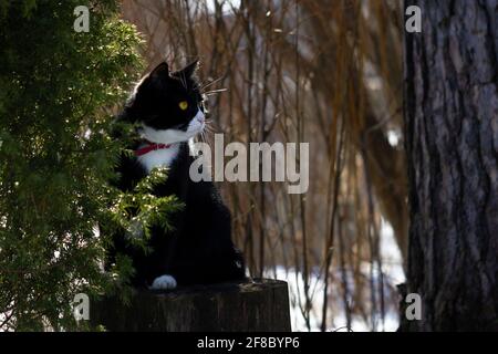 Chat noir et blanc avec yeux jaunes et collier rouge assis sur une fusée Banque D'Images
