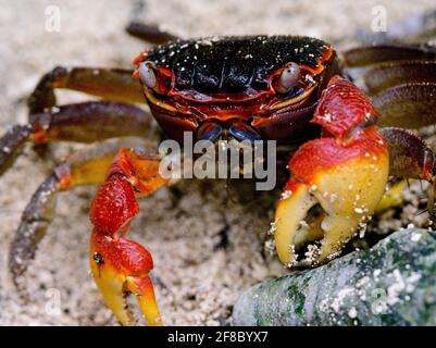 Gros plan sur le portrait du crabe araignée coloré (Neosarmatium meinerti) dans les mangroves de l'île Curieuse, aux Seychelles. Banque D'Images