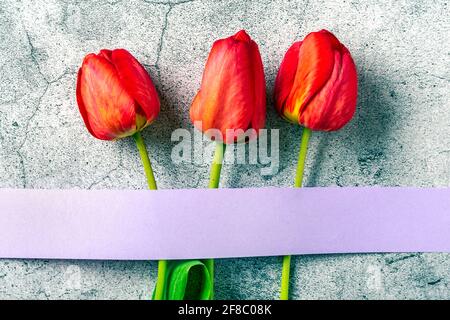 Rangée de tulipes rouges, bande de papier sur fond de béton avec espace pour le texte, message Fête des mères, Hello Spring concept carte de vacances Flat Lay vue du dessus. Banque D'Images