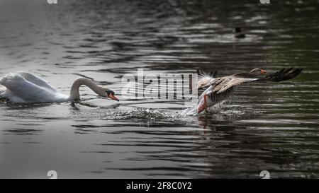 Un cygne muet frappe une oie des graylags lorsqu'il s'enfuit dans un parc londonien. Banque D'Images