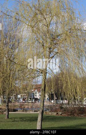 Gros plan d'un grand saule blanc dans le parc d'automne Banque D'Images