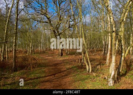 North Cliffe Wood, East Yorkshire, Angleterre, Royaume-Uni Banque D'Images