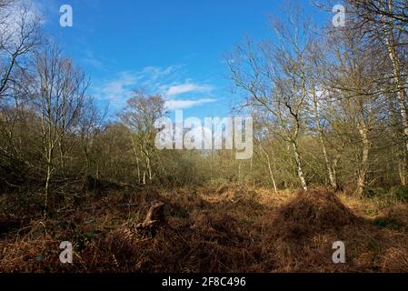 North Cliffe Wood, East Yorkshire, Angleterre, Royaume-Uni Banque D'Images